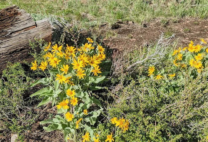 Greens Lake Campground Picture 6