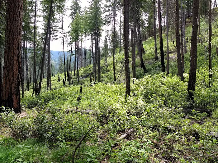 Snowberry Bowl Campground Picture 4