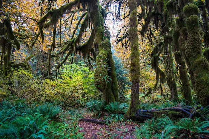 Hoh Rain Forest Campground Picture 5