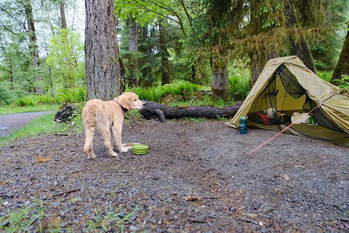 Hoh Rain Forest Campground Picture 4