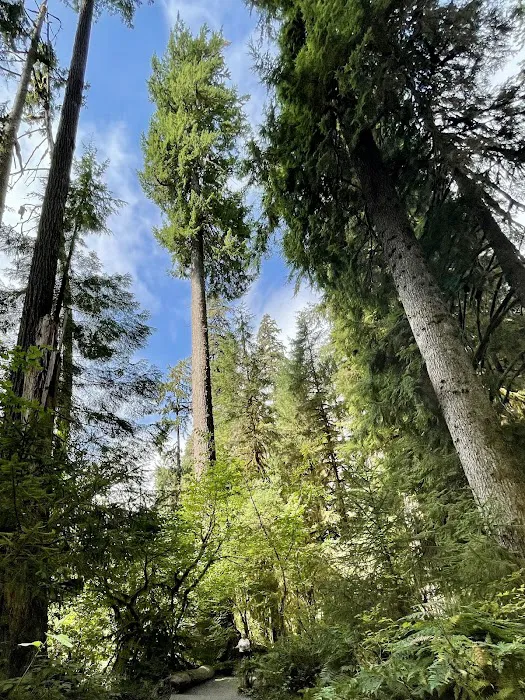 Hoh Rain Forest Campground Picture 6