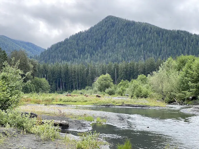 Hoh Rain Forest Campground Picture 2