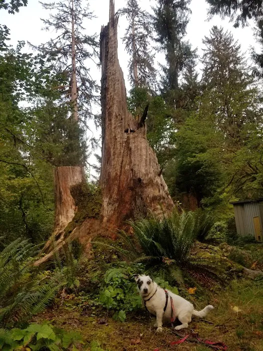 Hoh Rain Forest Campground Picture 8