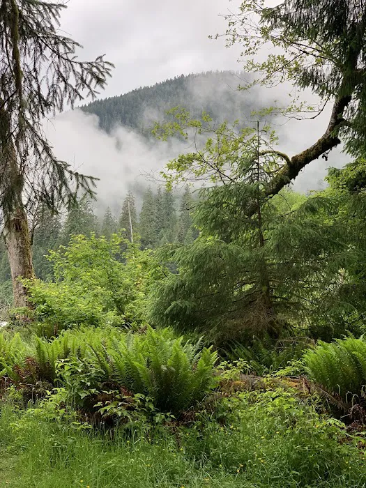 Hoh Rain Forest Campground Picture 9