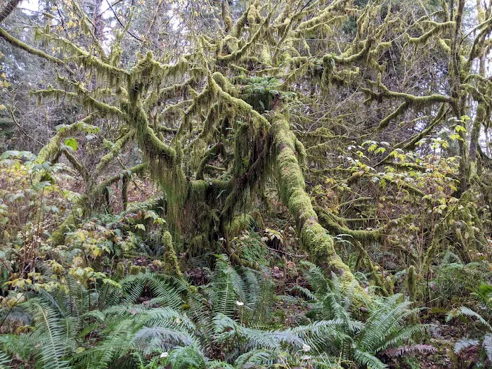 Minnie Peterson Campground Picture 8