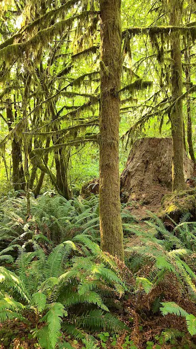 Minnie Peterson Campground Picture 7