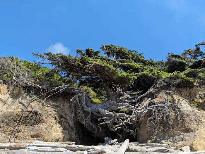 Kalaloch Campground Picture 2