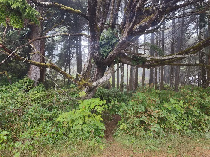 Kalaloch Campground Picture 3