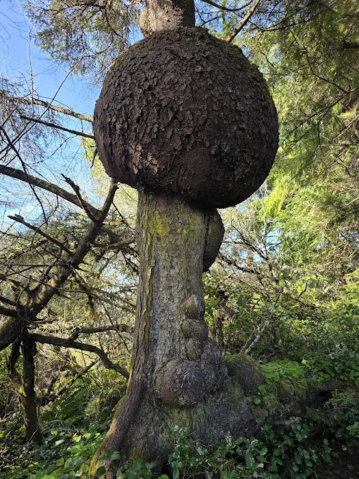 Kalaloch Campground Picture 8
