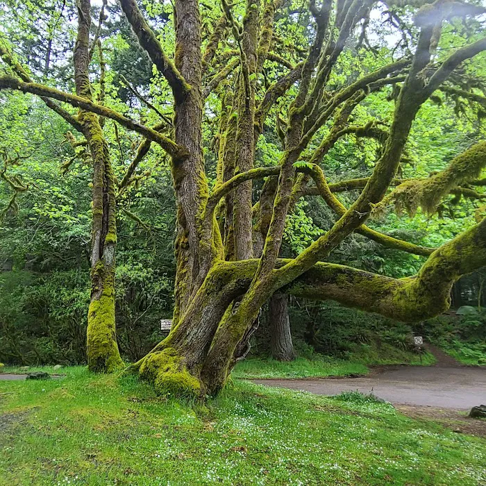 Fairholme Campground Picture 3
