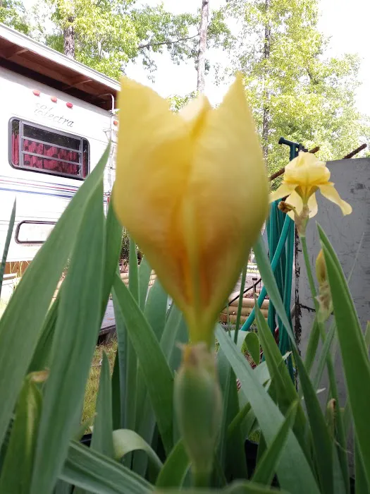 Lazy Dans RV Park Picture 6