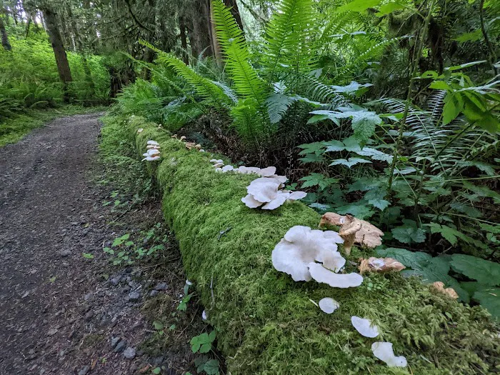 Sadie Creek Campground Picture 4