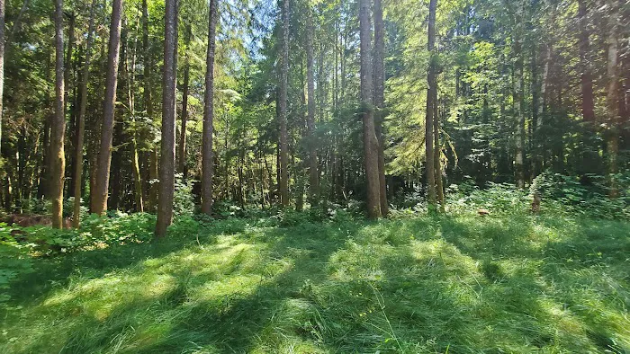 Sol Duc Rainforest Retreat Picture 8