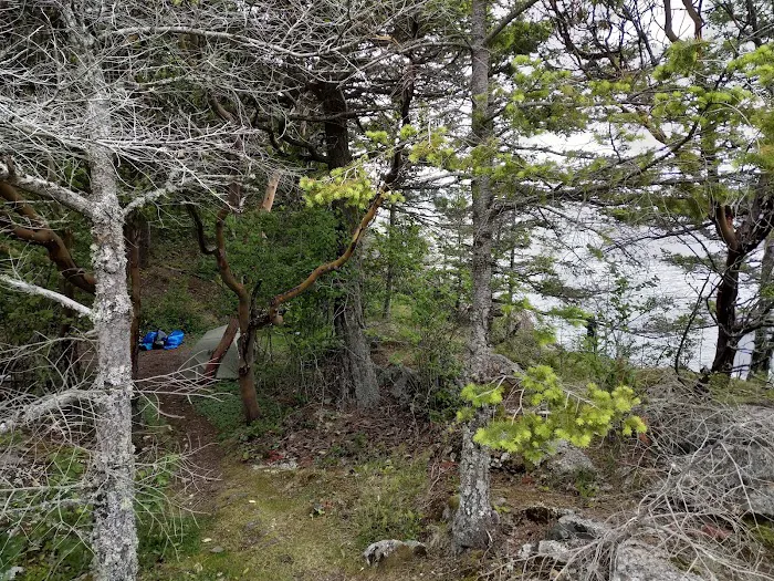 Lummi Island Campground Picture 8