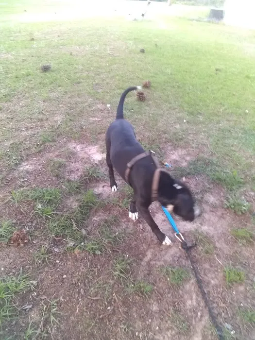 Albany Dunes Picture 7