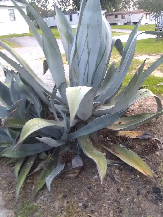 Albany Dunes Picture 10