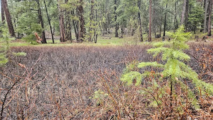 Ahtanum Meadow Campground Picture 5