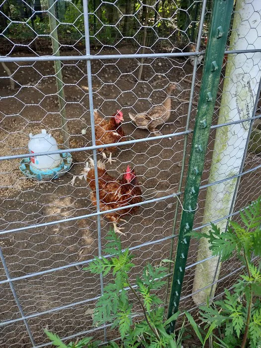 Country Critters Campground & RV Park Picture 7