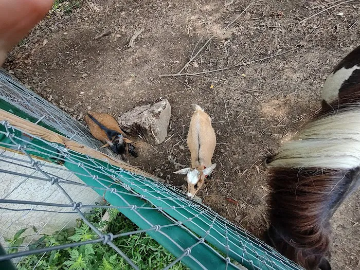 Country Critters Campground & RV Park Picture 8