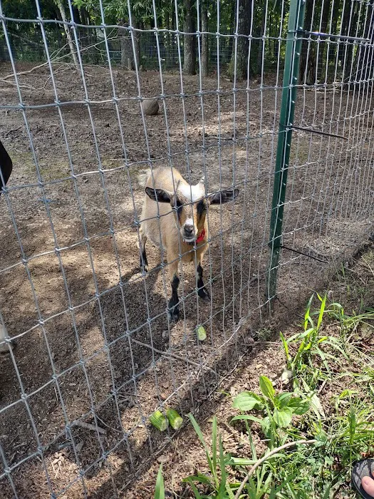 Country Critters Campground & RV Park Picture 5