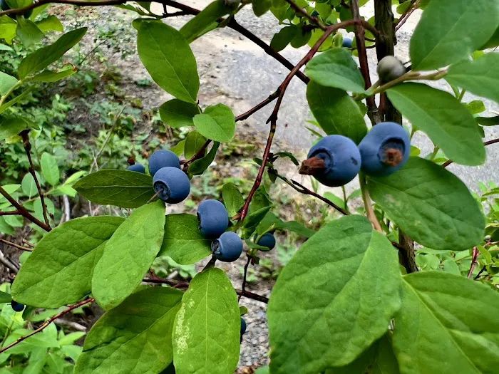 Interpretive Site: Berry Fields Picture 1