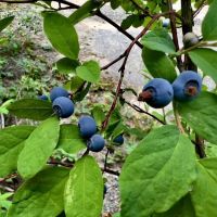 Interpretive Site: Berry Fields ico