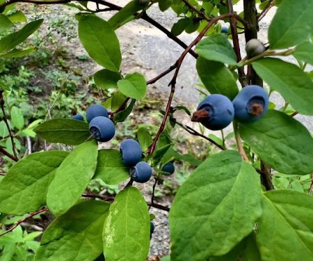 Interpretive Site: Berry Fields
