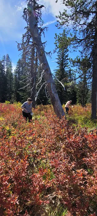 Interpretive Site: Berry Fields Picture 7