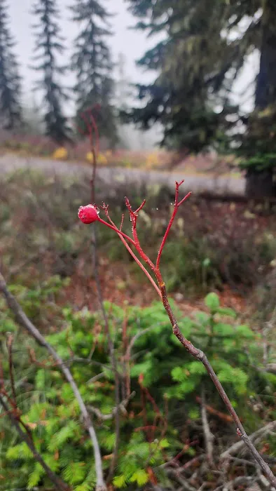 Interpretive Site: Berry Fields Picture 6