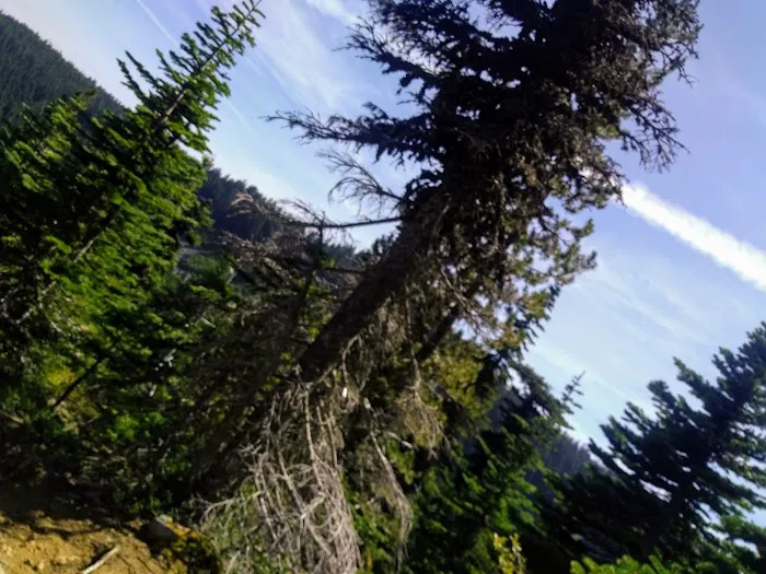 Cultus Creek Campground Picture 8