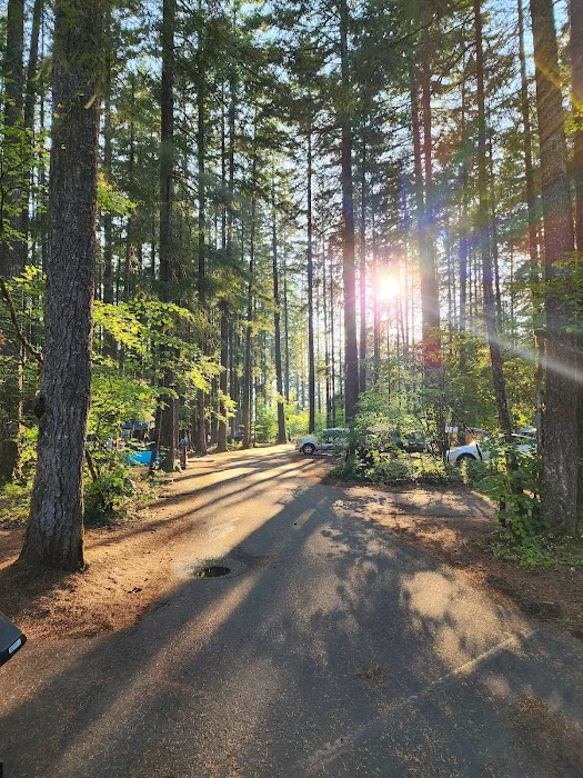 Swift Forest Camp Picture 3