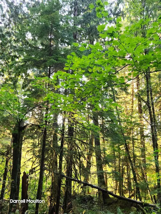 Swift Forest Camp Picture 4