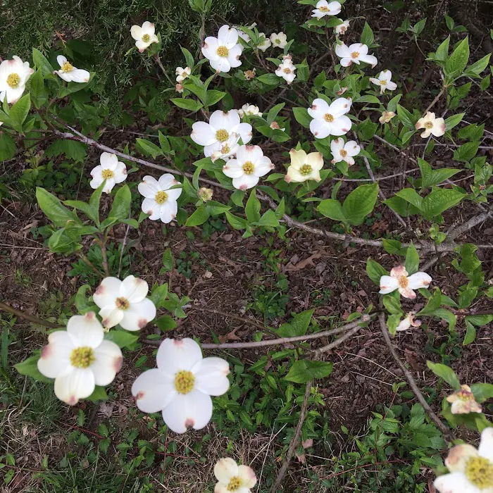 Eagle's Nest RV Park Picture 4