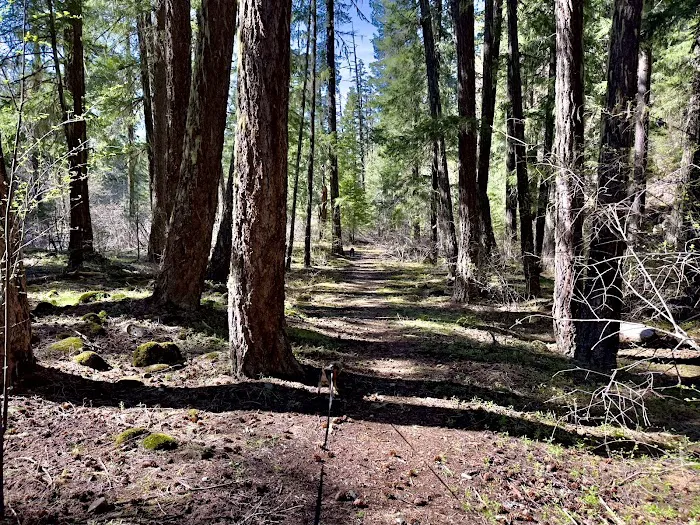Trout Lake Creek Campground Picture 2