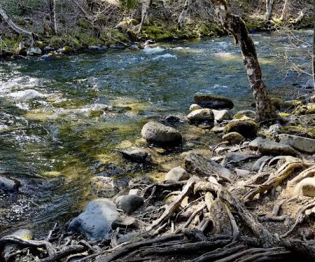 Trout Lake Creek Campground