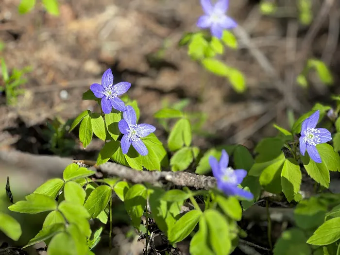 Trout Lake Creek Campground Picture 4