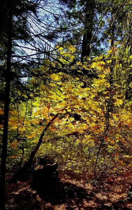 Trout Lake Creek Campground Picture 6