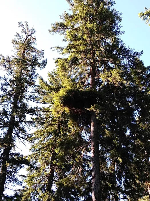 Trout Lake Creek Campground Picture 8