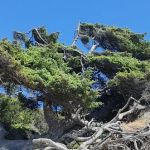 Kalaloch Campground Rv Dump Station
