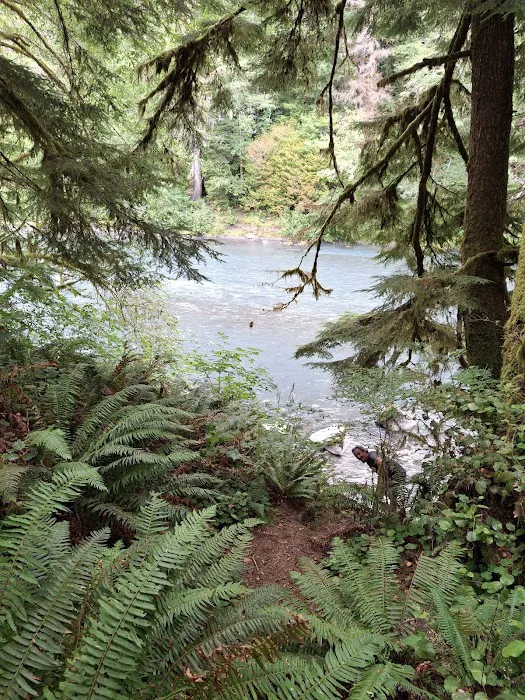 Hoh Oxbow Campground Picture 5