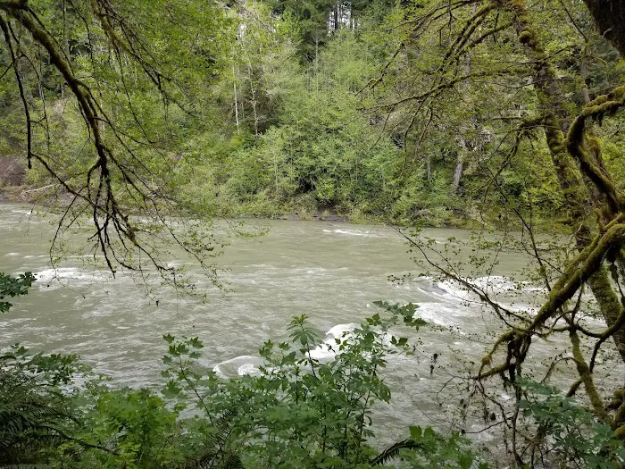 Hoh Oxbow Campground Picture 6