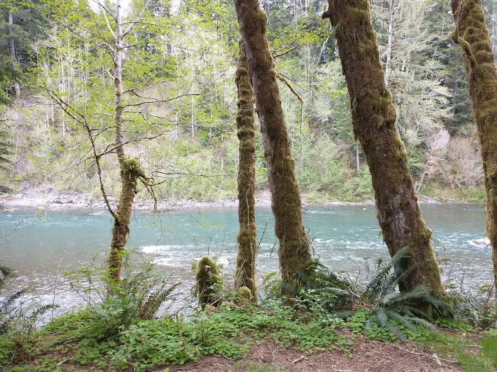 Hoh Oxbow Campground Picture 7