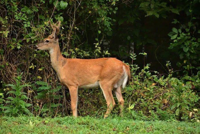 Swan Bay Cabins & RV Park / K Austion Properties LLC Picture 7