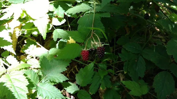 Littleton Horse Camp Picture 1