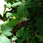 Littleton Horse Camp