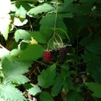 Littleton Horse Camp ico