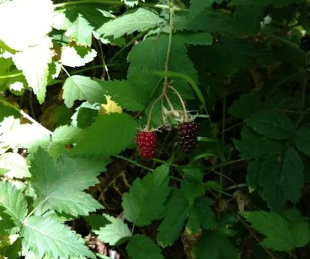 Littleton Horse Camp