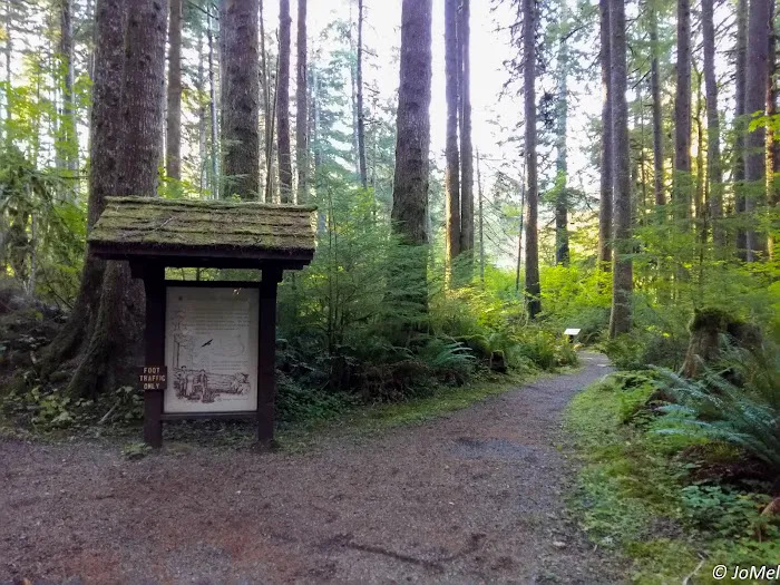 Klahowya Campground Picture 2