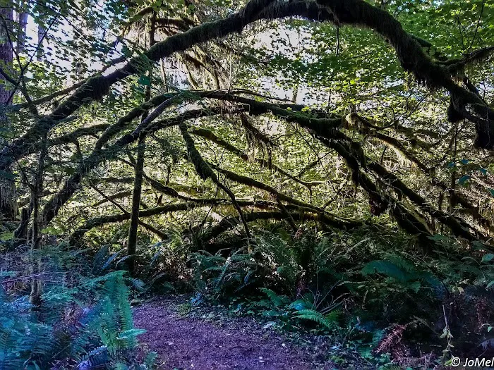 Klahowya Campground Picture 8