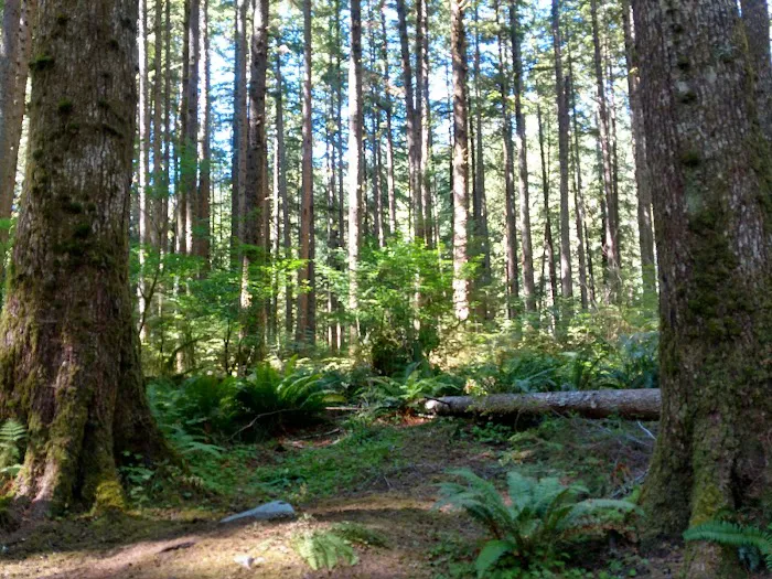 Klahowya Campground Picture 4